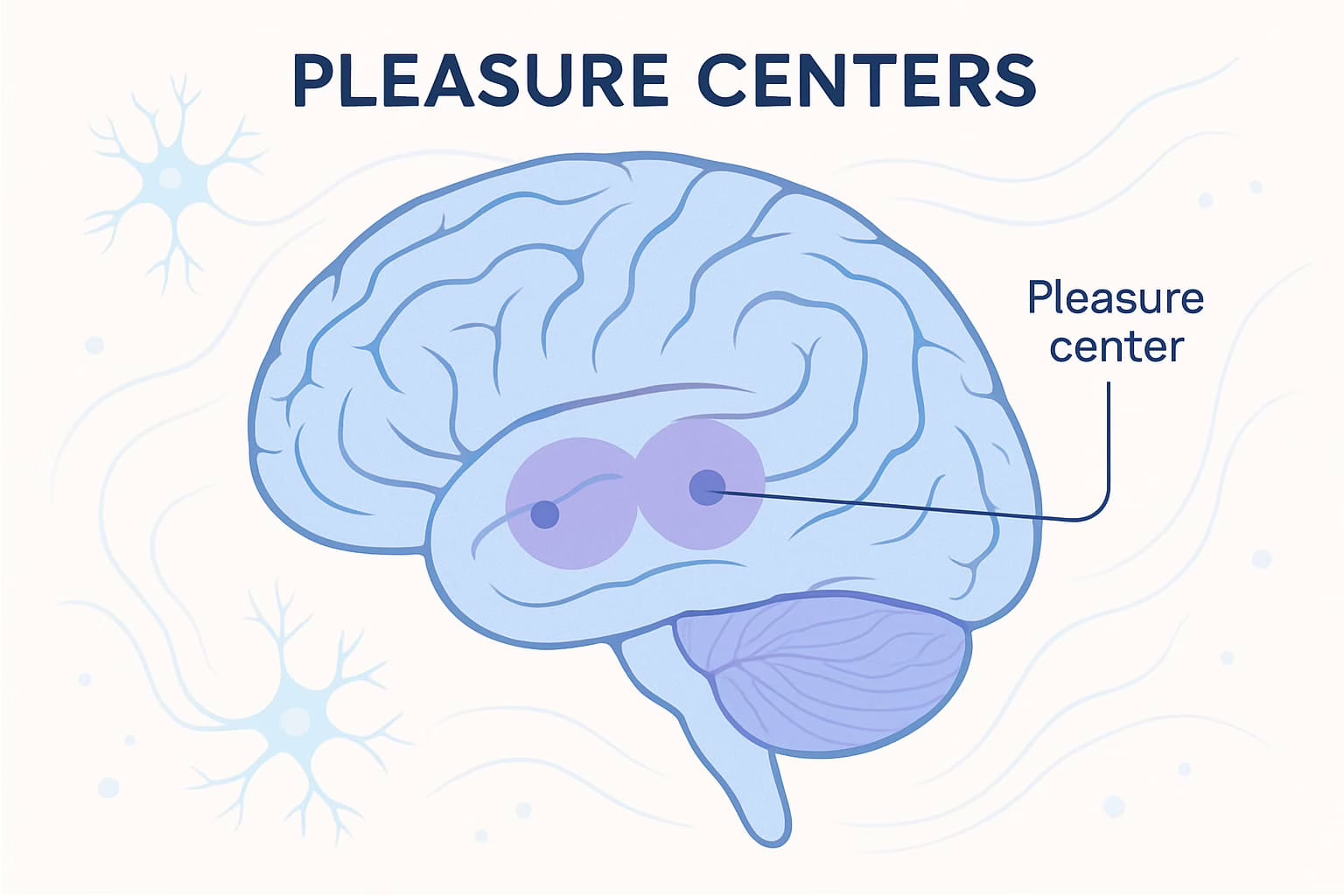 Scientific illustration of brain pleasure centers and neural pathways