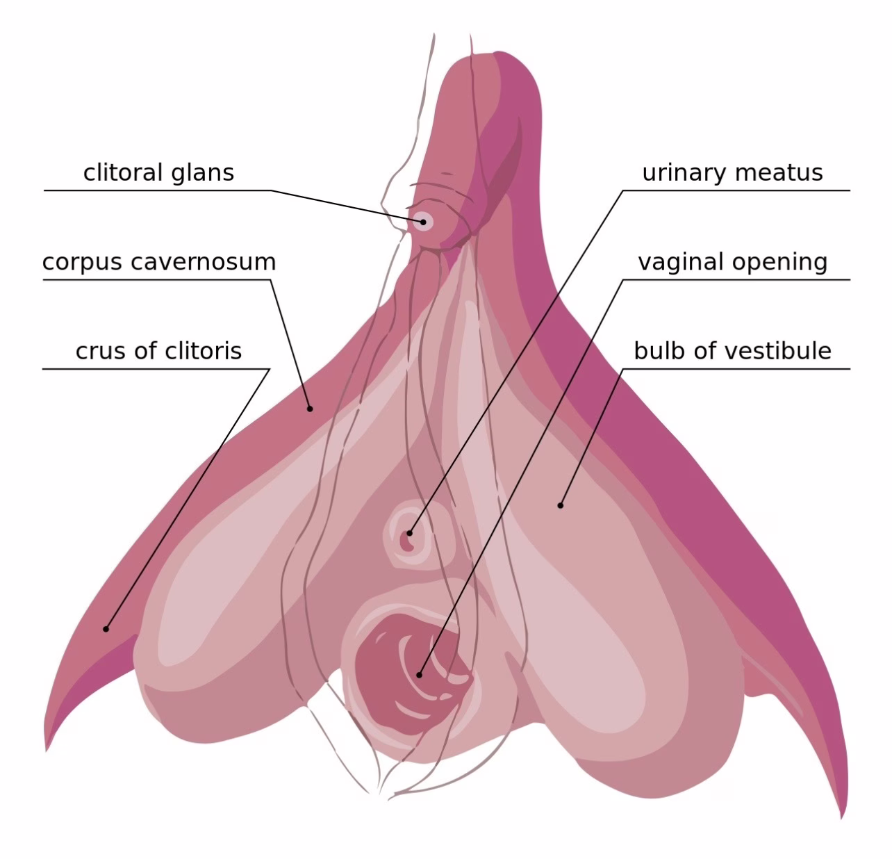 complete-clitoris-anatomy-3d-structure-diagram