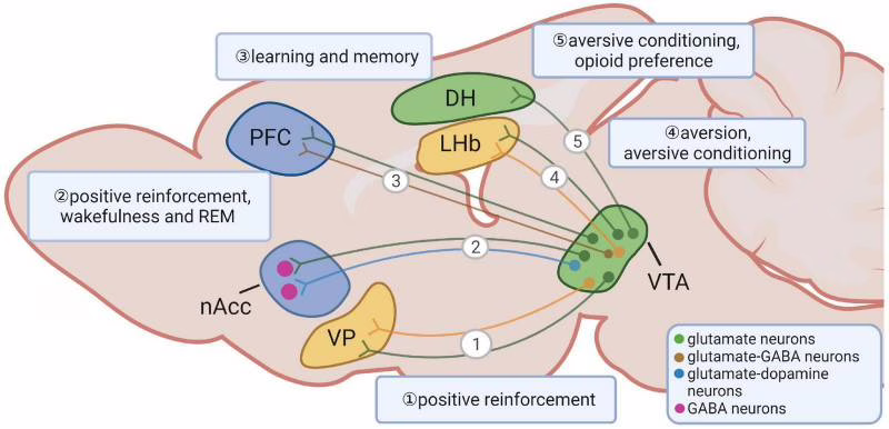 Brain anatomy showing dopamine reward pathways in love