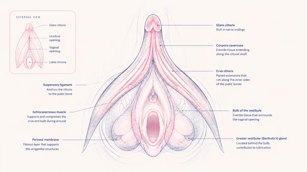 Educational diagram showing the full internal structure of the clitoris